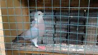 Pigeon X Ringneck dove Hybrid Courting sound and Excitement Sound [upl. by Lacee]