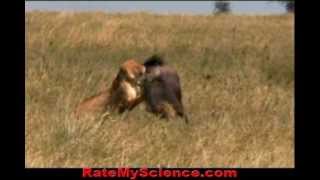 Lioness hunts and kills a wildebeest Rate My Science [upl. by Attehcnoc849]