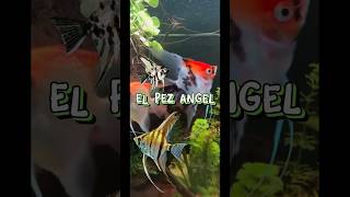 EL PEZ ANGEL 🐠 CUIDADOS acuariofilia acuarios pecera peces pecestropicales acuario pezangel [upl. by Lansing]