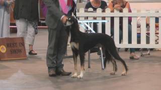 Paignton Dog Show 2016  Best in Show [upl. by Tasia]