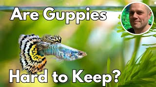 Are Guppies Hard To Keep HOW TO SET YOUR GUPPY TANK UP FOR SUCCESS [upl. by Nida]