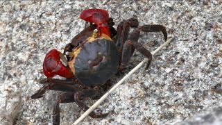 🦀佐鳴湖のアカテガニ Crabs Mating Akategani 181 [upl. by Amber]