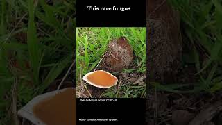 Here’s the Devil’s Cigar mushrooms mushroom facts mushroomlife fungus nature science [upl. by Hcir]