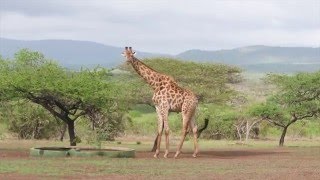 6 FOX videoreporter Ilya in ZuidAfrika  Hluhluwe Wildpark [upl. by Yduj687]