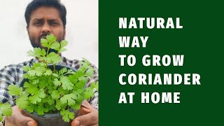 Natural way to grow coriander leaves at home  How to germinate coriander seeds  GardenGrow [upl. by Aniroc193]