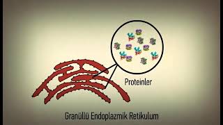 Endoplazmik Retikulum animasyonlu [upl. by Morgen]