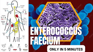 enterococcus microbiology lecture enterococcus faeciumEasy microbiology [upl. by Phillida]