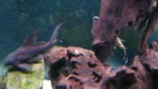 Synodontis Decorus Catfish [upl. by Assirak365]