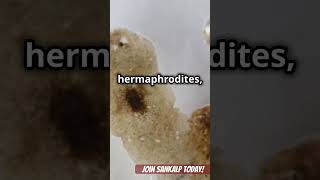 Phylum Platyhelminthes flatworm neet viralshorts viralvideo neet2025 [upl. by Ayikaz]