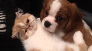 Cavalier King Charles Spaniel and Exotic Persian brotherly love [upl. by Retniw]