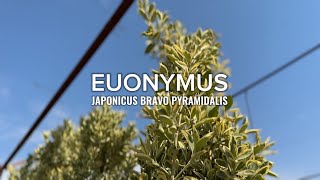 EUONYMUS JAPONICUS BRAVO PYRAMIDALIS [upl. by Keelin]