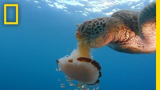 See a Sea Turtle Devour a Jellyfish Like Spaghetti  National Geographic [upl. by Noraed715]