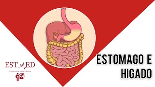 Repaso de Anatomía Humana I  Esófago y Estómago Abdominal e Hígado y Vías Biliares [upl. by Erdnaxela]