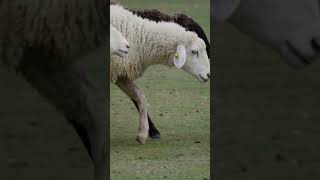 Sheep Sounds  Animal Sounds shorts animals wildlife [upl. by Sedgewinn]