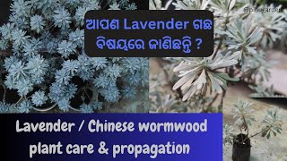 Lavender plant care amp propagation l ଆସନ୍ତୁ ଜାଣିବା Lavender ଗଛ ବିଷୟରେ garden plants lavender odia [upl. by Anikat]