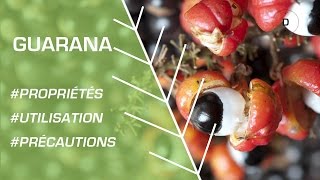 Comment utiliser le guarana  Phytothérapie [upl. by Azil]