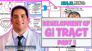 Gastrointestinal  Development amp Embryology of the GI Tract Part 2 [upl. by Alyse]