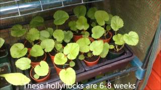 hollyhocks from seed Successful propagation Tips and Help [upl. by Ahseniuq]