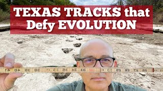 Exposed Dinosaur Tracks That Defy Evolution  Paluxy River Texas [upl. by Mannes]