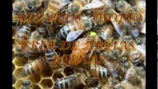 CRIA DE ABEJAS REINAS apiarios osorio [upl. by Winn327]