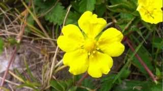 Creeping Cinquefoil Potentille Reptans  20120602 [upl. by Isteb704]