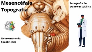 Tronco Encefálico Topografia do Mesencéfalo  Neuroanatomia Simplificada  Ângelo Machado [upl. by Eidua]