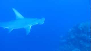 Hammerhead Shark Diving in Turks and Caicos [upl. by Tabbie503]