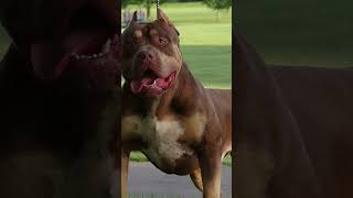 Bones the BOSS xlbully dogbreed shortsvideo [upl. by Fulvia]