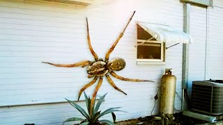 The Biggest Spider in the World  Huntsman Spider [upl. by Williams]