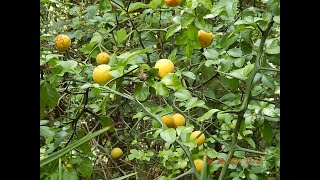 Flying Dragon Trifoliate Orange [upl. by Celine683]