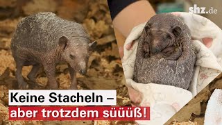 Igel ohne Stacheln So wird der kleine quotTillitquot wieder aufgepäppelt [upl. by Anilad]