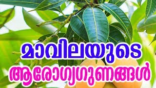 മാവിലയുടെ ആരോഗ്യഗുണങ്ങൾ  Medicinal Qualities Of Mango Leaves  Malayalam Tasty World [upl. by Ahsitra]