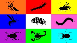 Insect Pill Bug Grasshopper Mantis Caterpillar Milipede Beetle Scorpion Wasp Leafbug [upl. by Rawde]