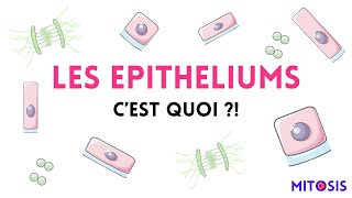 Les épithéliums c’est quoi [upl. by Menken]