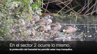 HCLa migración de patos Canadienses [upl. by Jarid31]