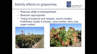 Salinity – practical information for growers [upl. by Yatzeck]