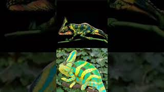 amazing cameleon adventure nature fyp viral reels [upl. by Purse]