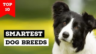 Top 10 Smartest Dog Breeds in the World [upl. by Dorolice]