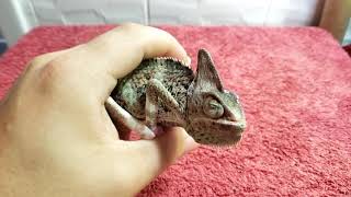 DAMAGED CLOSED EYE TRANSLUCENT VEILED CHAMELEON RESCUE Day 1  Bad MBD Swollen Eye [upl. by Lieno]