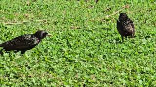 The Starling bird Australia [upl. by Feeley23]