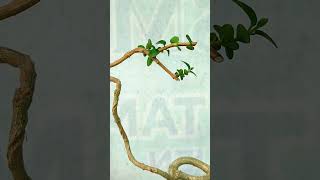 BONSAI SANCANG LITERATI UKURAN MAME bonsaitree [upl. by Niotna]