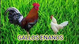 GALLOS Y GALLINAS MINIATURA  gallos kikirikis [upl. by Nicolea]