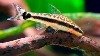 Oto Dwarf Suckermouth Catfish Otocinclus [upl. by Waers370]