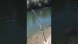 PESCA allo STORIONE MA arriva una CARPA fishing fishingvideo carpfishing [upl. by Spaulding]