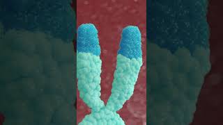 Epitalon Debunking Telomere Extension Claims [upl. by Seta]