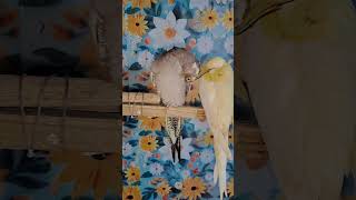 budgies breeding progress shortfeed shortsfeed [upl. by Shamma621]