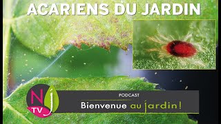 TIQUES AOÛTATS ARAIGNÉES ROUGES CONNAÎTRE IDENTIFIER ET LUTTER CONTRE LES ACARIENS DU JARDIN [upl. by Lowell]