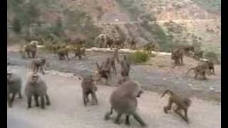 BABOONS IN ERITREA [upl. by Lyrak]