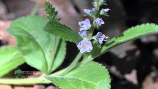 Weed of the Week 824  Common Speedwell Air Date 11914 [upl. by Aerdnat68]