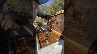 Feeding bees is some fun work bees beekeeping savethebees honey beefarm [upl. by Mukund762]